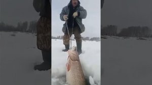 поймали огромную рыбу/щука монстр