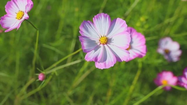 Экшн камера AC Robin ZED2 - тестовое видео смотреть онлайн