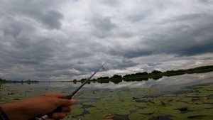 Рыбалка на спиннинг. Хороший клёв окуня летом. Много поклёвок#рыбалка #ловлянаспиннинг