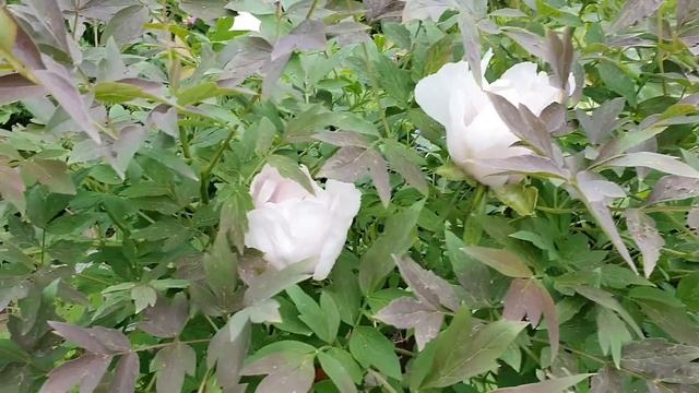 Сказка на 8 сотках / Садовые опята. Где огород? Теплица, цветы, пруд, дорожки смотреть онлайн