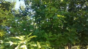 Дуб красный (Quercus rubra) | Plante.md