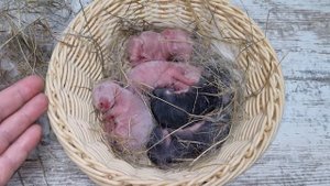 КРОЛЬЧИХА В ПЯТЙ РАЗ ОТКАЗАЛАСЬ ОТ КРОЛЬЧАТ! ЧТО ДЕЛАТЬ?