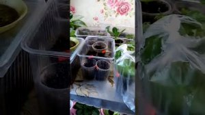 (73)Обзор помидор 2021год. Семена этих сортов оставляю на следующий год.