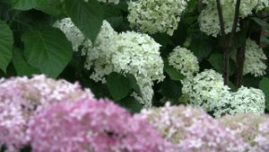 Футаж гортензия 08