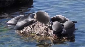 Интересные факты о байкальской нерпе(Interesting facts about the Baikal seal).