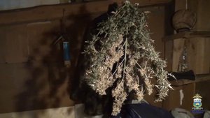 Полиция изъяла из городской квартиры и загородного дома жителя Тюменской области коноплю и марихуану