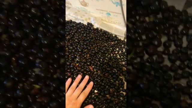 ОКАЗЫВАЕТСЯ она хранится в морозилке только определенное время#смородина #полезно #shotrs #ягода смотреть онлайн