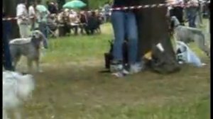 Межрегиональная 114-я Московская выставка собак охотничьих пород. Младший ринг сук