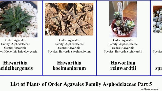 List of Plants of Order Agavales Family Asphodelaceae Part 5 haworthia gasteria gonialoe maxima смотреть онлайн