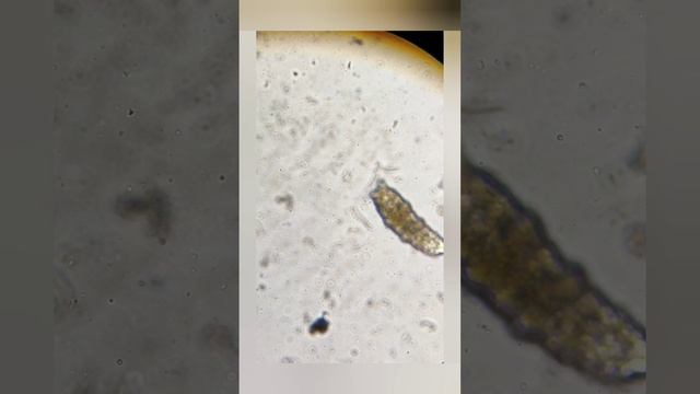 луна 60 крат. увеличение 100 крат микроскоп. латунь строение. юпитер в 140 крат. юпитер 400 крат.