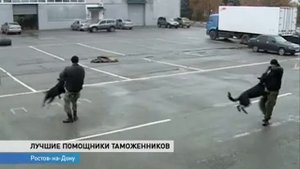 Кинологи показали, как дрессируют своих собак