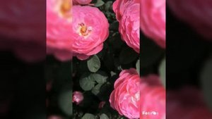 Роза Юлия российской селекции Р. А. Усынина растёт у меня 5 лет.