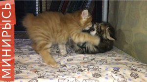 Как растут котята породы "Курильский бобтейл"| Один месяц