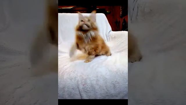 Stephan MOS Lakshestar котенок мейн кун 2 месяца 25 дней. смотреть онлайн