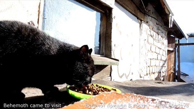 The neighbor's cat named Behemoth came to visit Бегемот пришёл В гости смотреть онлайн