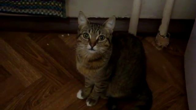 Разговор с кошкой смотреть онлайн