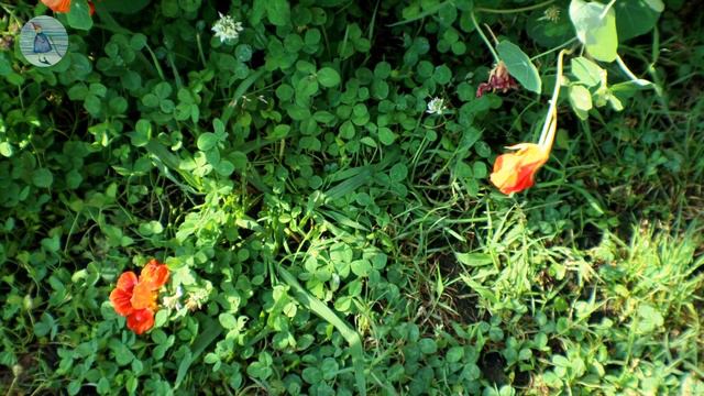 🌿미국일상Vlog • 구슬땀 흘리는 한여름의 텃밭 • 도시농부의 여름 루틴 • 깻잎샐러드와 오븐 치킨구이 • 왕 큰 러시안 해바라기 смотреть онлайн