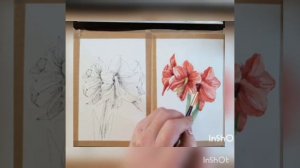 Акварельный Амариллис