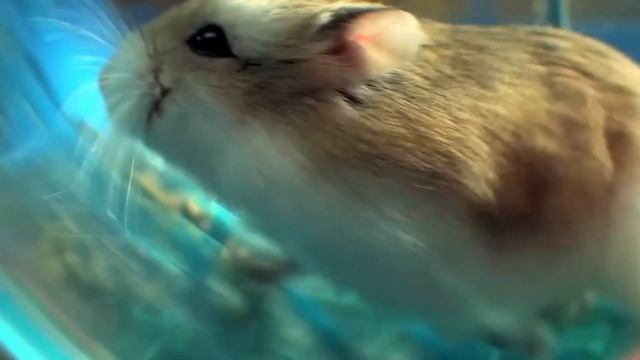 ТОП-20 ошибок владельцев хомяков! Об этом вам не расскажут в зоомагазине! смотреть онлайн