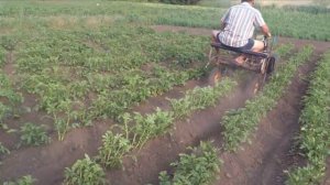 Культиватор с ёжиками. Обработка картофеля