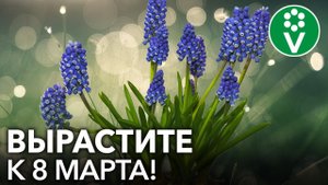 Лучший подарок на 8 марта - цветы, выращенные своими руками! Быстрая выгонка луковичных цветов