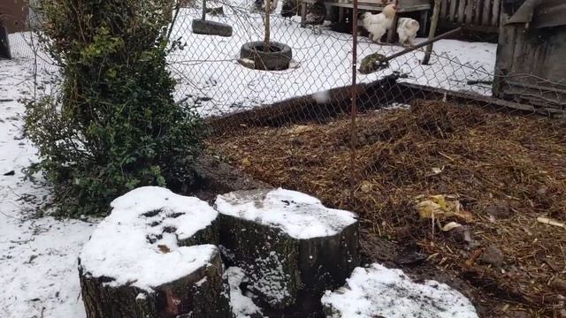 Наші лісові свині // ВИРОЩУВАННЯ СВИНЕЙ. смотреть онлайн