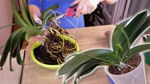 Орхидея росла в ГРУНТЕ-УБИЙЦЕ. Посмотрим ЧТО ОСТАЛОСЬ ОТ КОРНЕЙ.