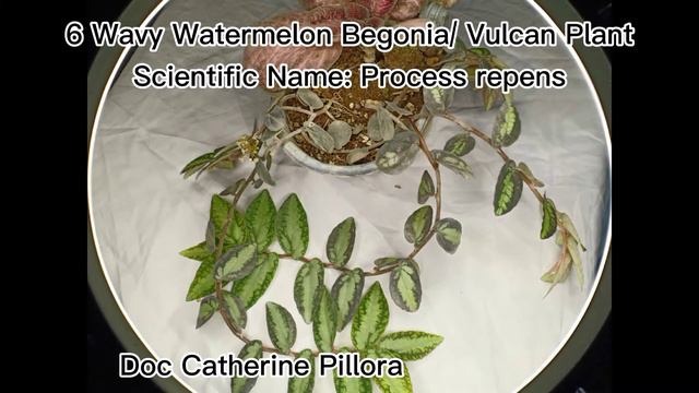 Hanging and Trailing Plants with Scientific Names