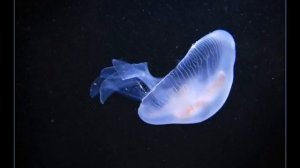 Жизнь в океане