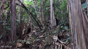 Ana Bushcraft | Solo Winter camping in the wilderness, making slingshots, cooking, chamomile tea