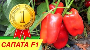 САПАТА F1 - ранний мегаурожайный перец с прекрасным вкусом - Добрые Семена.ру