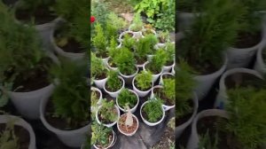 Питомник опт хоз обзор саженцев