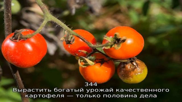 Пасленовые