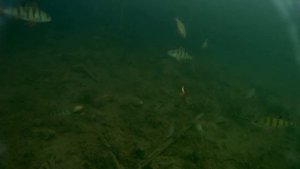Ловля окуня со льда на мормышку. ПОДВОДНАЯ СЪЕМКА.