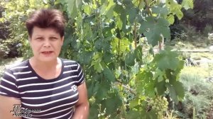 Оидиум на винограде Срочные меры Лечение оидиума