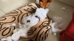 Вот для чего нужна клетка нашему щенку басенджи