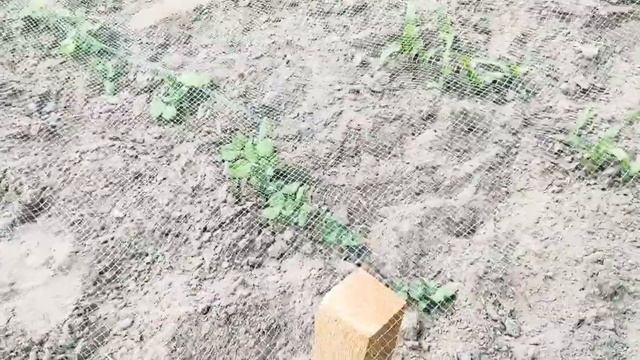 Сетка от птиц. Как спасти урожай от пернатых. Выращиваем кукурузу и горох без проблем смотреть онлайн