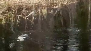 Как на самом деле выглядит бобренок детеныш бобра и бобрихи.