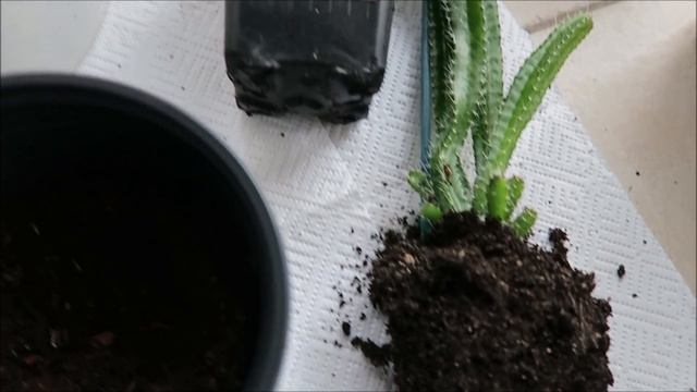 Мои экзотические растения: муррайя, аннона, питайя  17