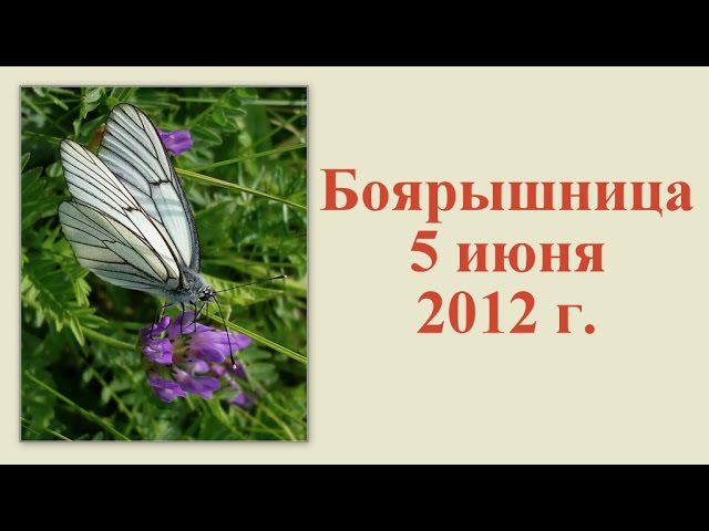 Боярышница 5 июня 2012