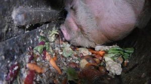 ? What do pigs eat in Russia? ASMR animal eating. // Что едят свиньи в России? Русский поросенок