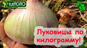 САМЫЙ КРУПНЫЙ ЛУК ЭКСИБИШН 1 кг! Как правильно убирать, чтобы сохранить луковицы подольше.