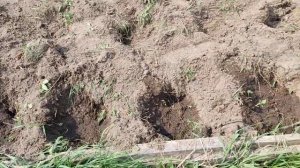 КАРТОФЕЛЬ. Строенные ряды на грядке РОЗУМА!