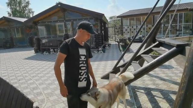 Хаски. Стая. #56 Делаем водопад
