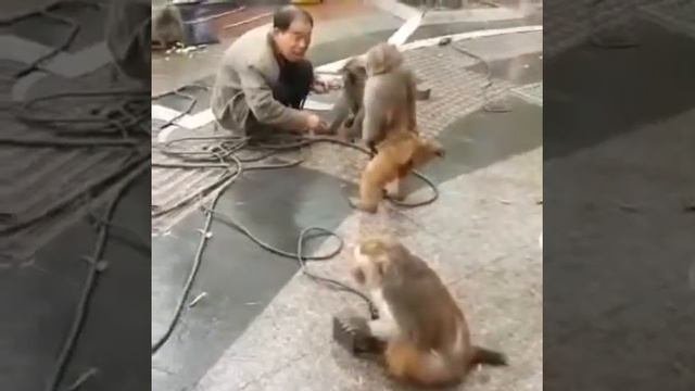 Как нападают обезьяны!!!