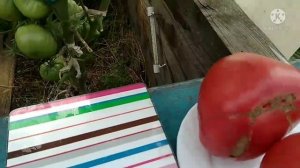 Обзор томатов Восхитительная Ханта и Розовые щёчки. Дегустация томатов.