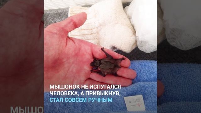 Рыбинск: папа для летучего мышонка смотреть онлайн