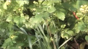 сидераты как рыхлят почву пошаговое видео