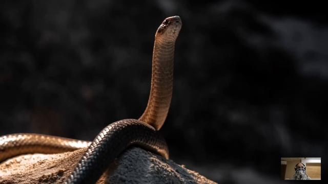 Дочь богача очнулась в яме со змеями… Время шло на минуты, но на помощь пришел бродяга, сказав слов смотреть онлайн