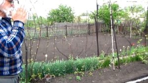 Посев дынь в открытый грунт по новому